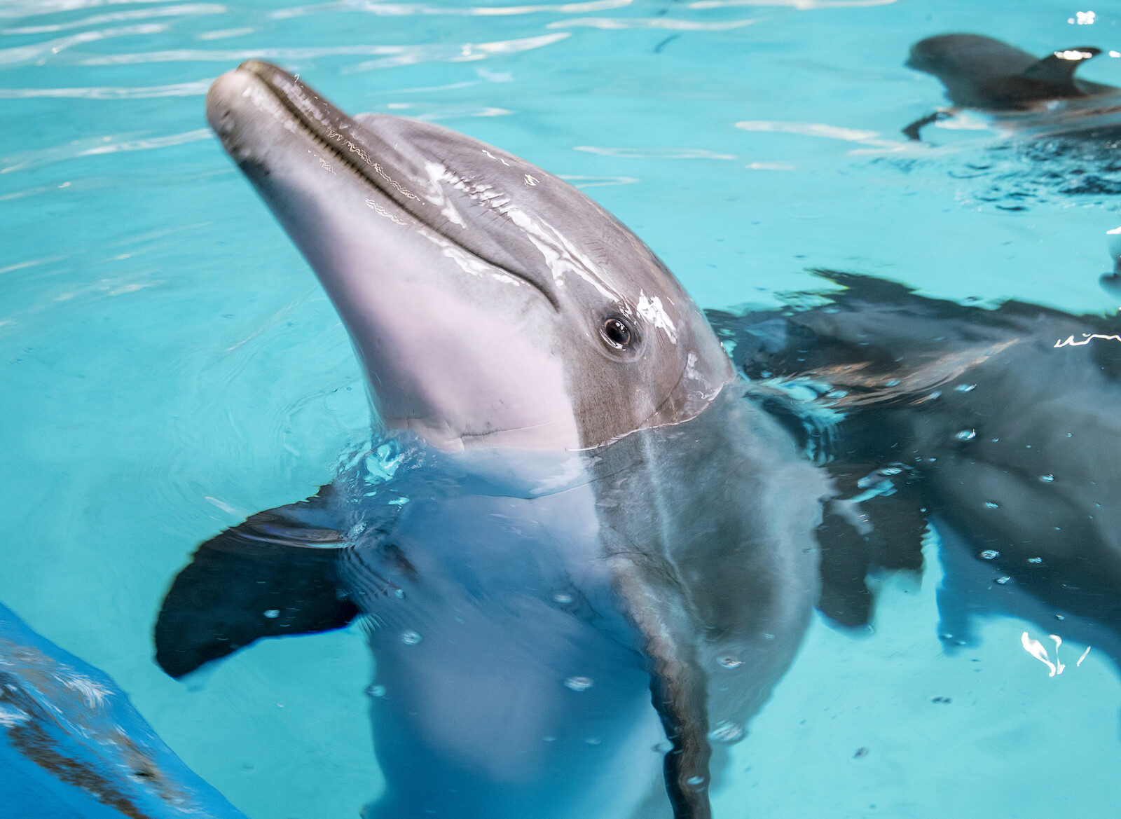 Dolphin Show Resumes at Kolmården After Pärla's Death