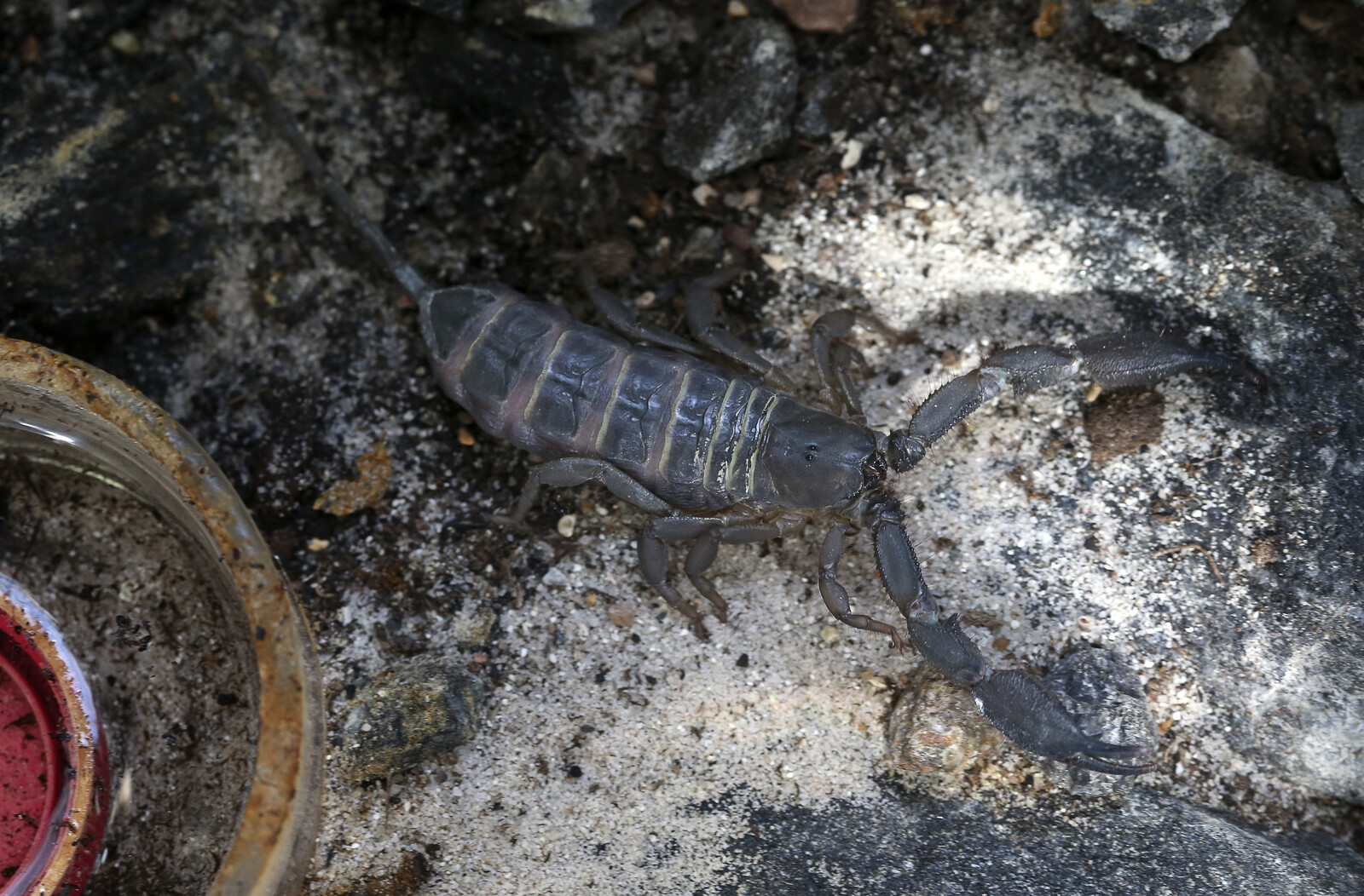 Scorpions Surge in Brazilian Cities Due to Rapid Urbanization