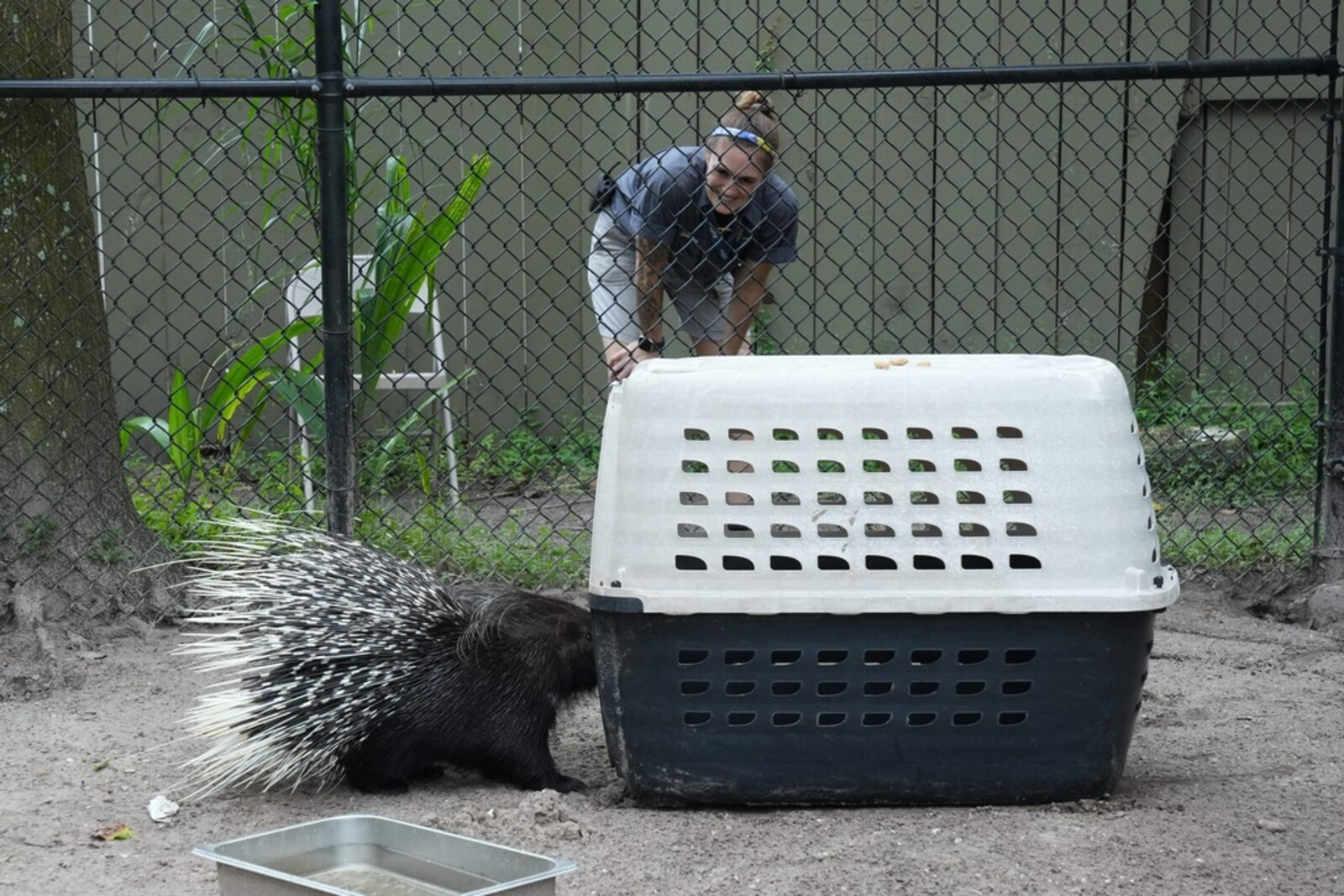 The Animals are Led to Safety Ahead of Hurricane Milton