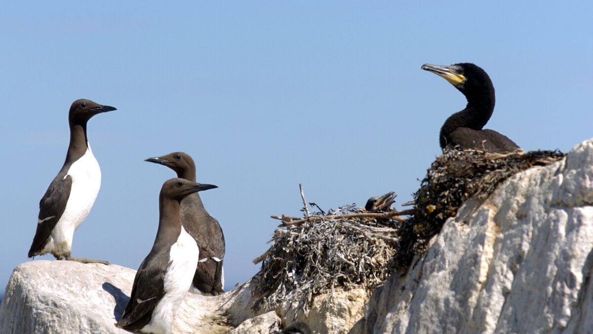 Follow the Penguins of the Baltic Sea with sound and video