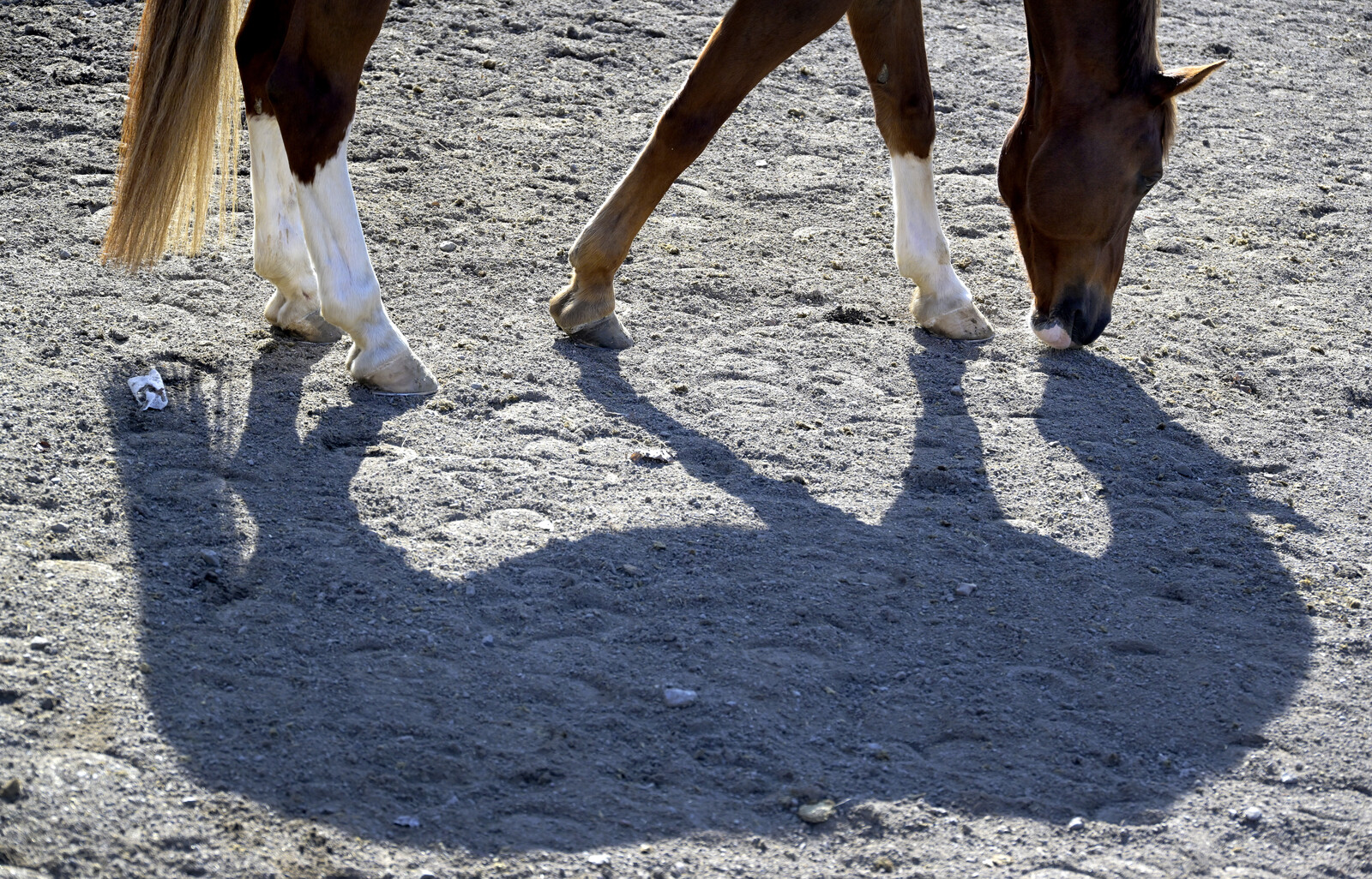 Swedish Equestrian Suspended for Horse