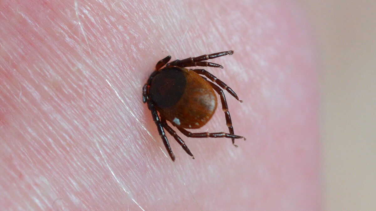 Tick season already underway -