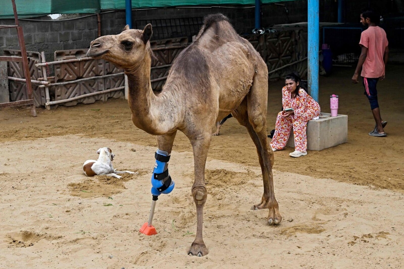 Camel Cammie Walks Again with