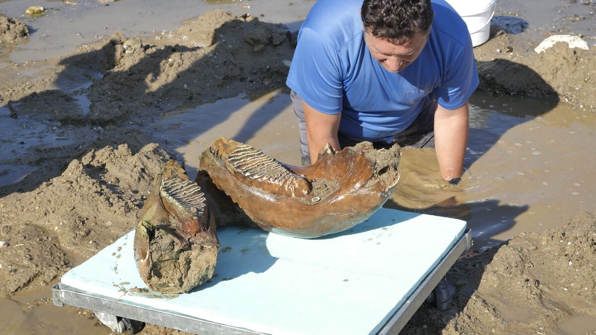 Record-low Danube reveals mammoth bones