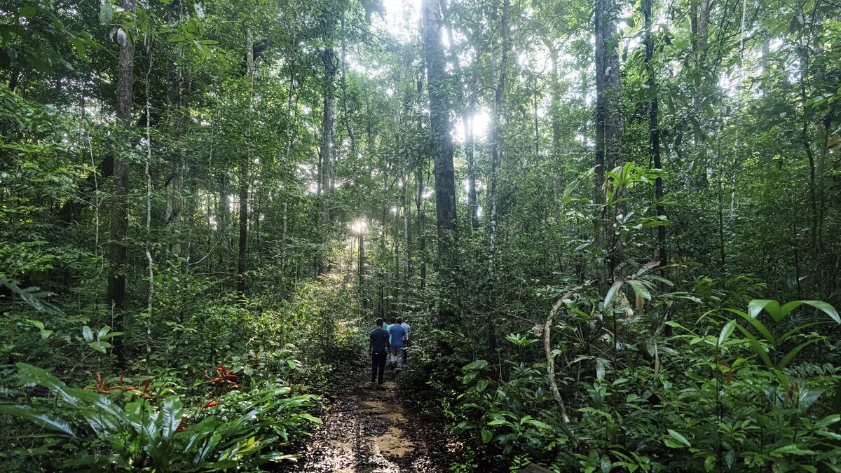 Deforestation in the Amazon is