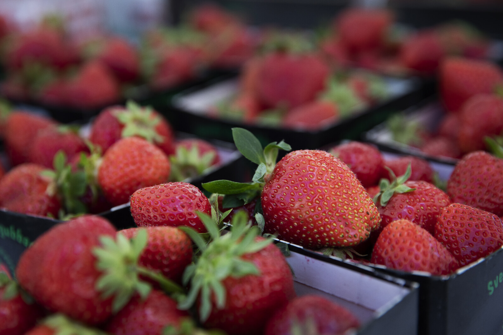 Strawberry Shortage Expected Before Midsummer Due to Tough Conditions