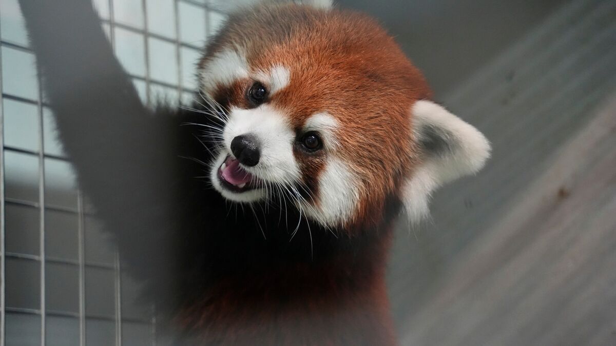 Panda Diplomacy: China gives Taiwan