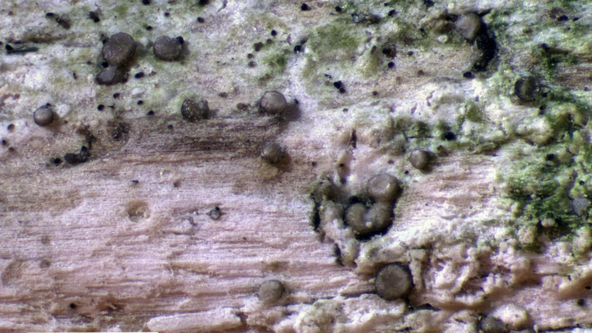 New lichen-parasitising fungus species discovered in Swedish forest, researchers celebrate find