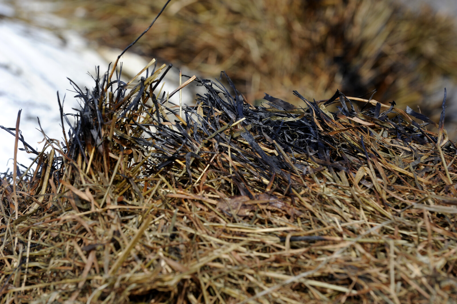 High Grass Fire Risk Across