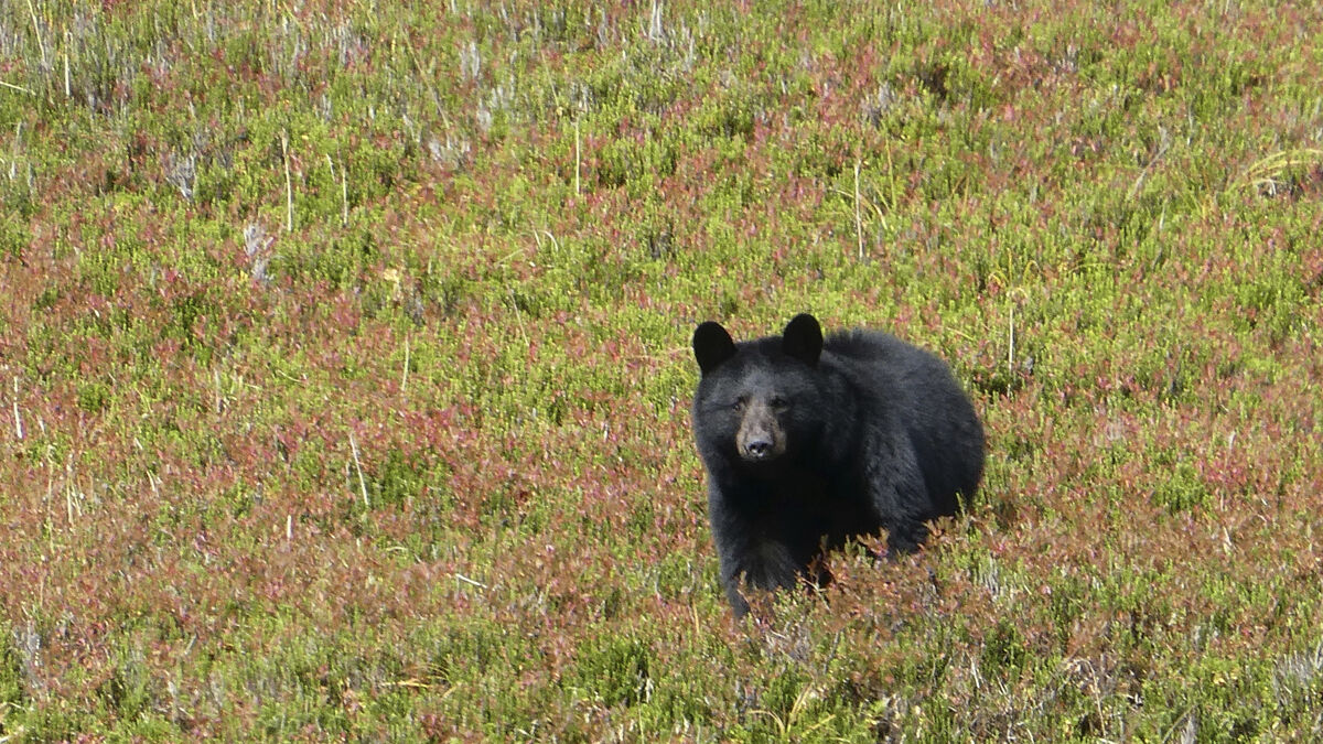 Bear Attack in Japan Injures