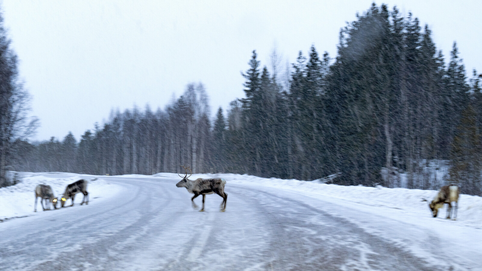 Three Reindeer Killed – Linked