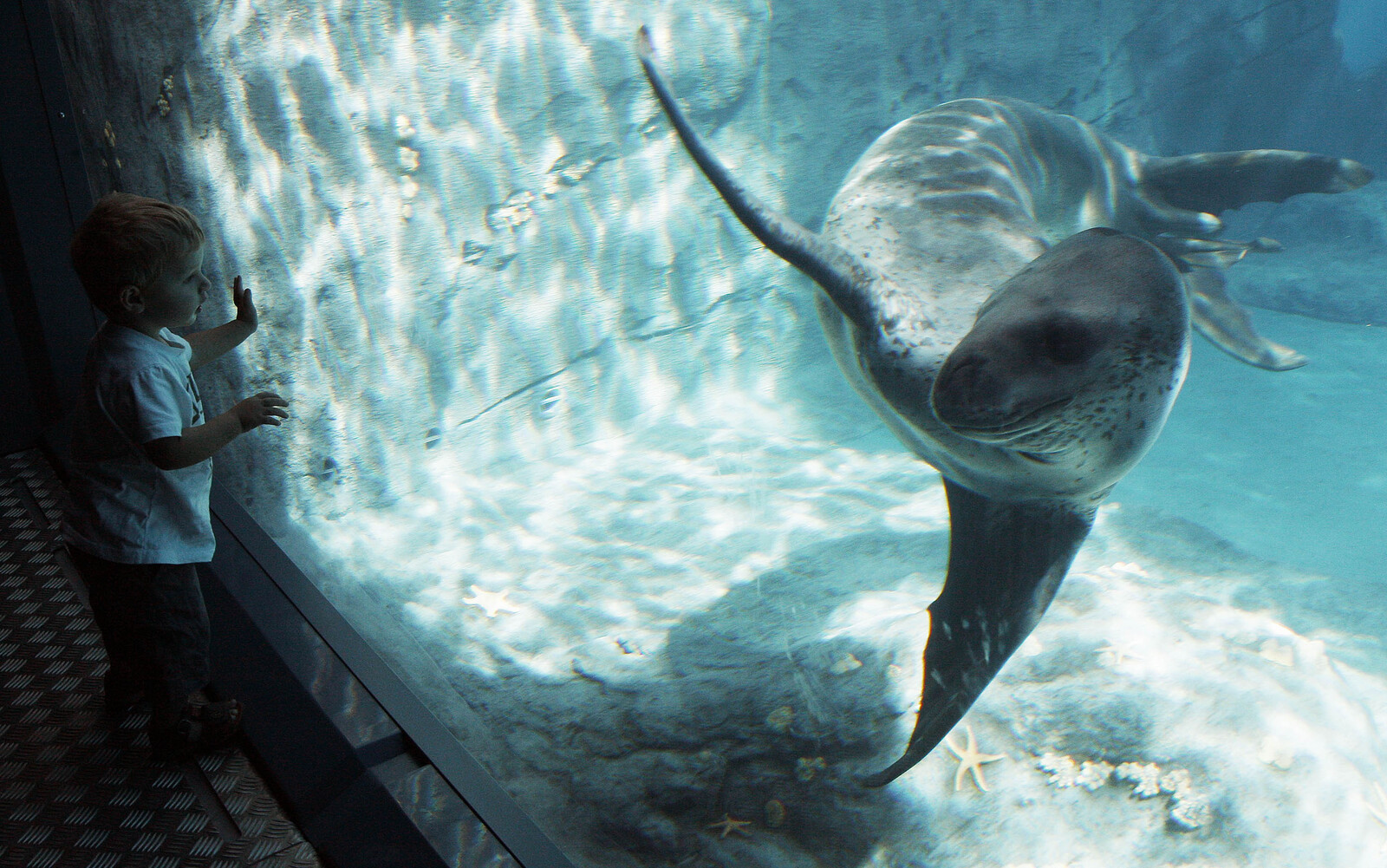 Leopard Seal Songs Resemble Human Nursery Rhymes, Study Finds