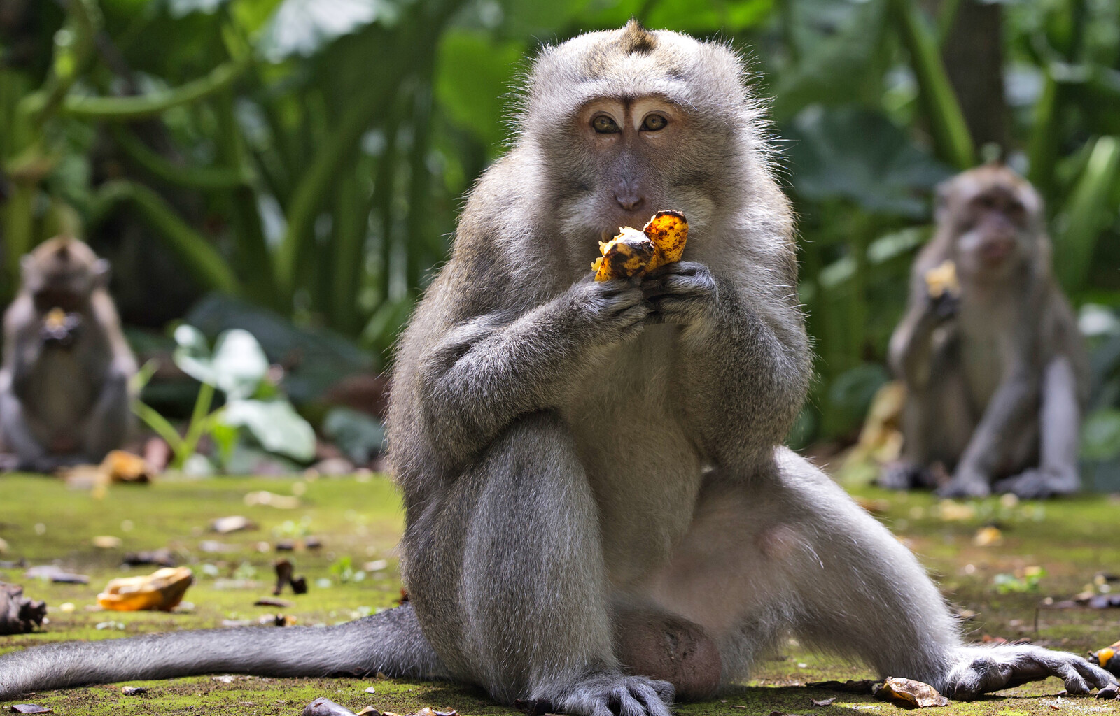 Monkeys at Bali's Uluwatu Temple