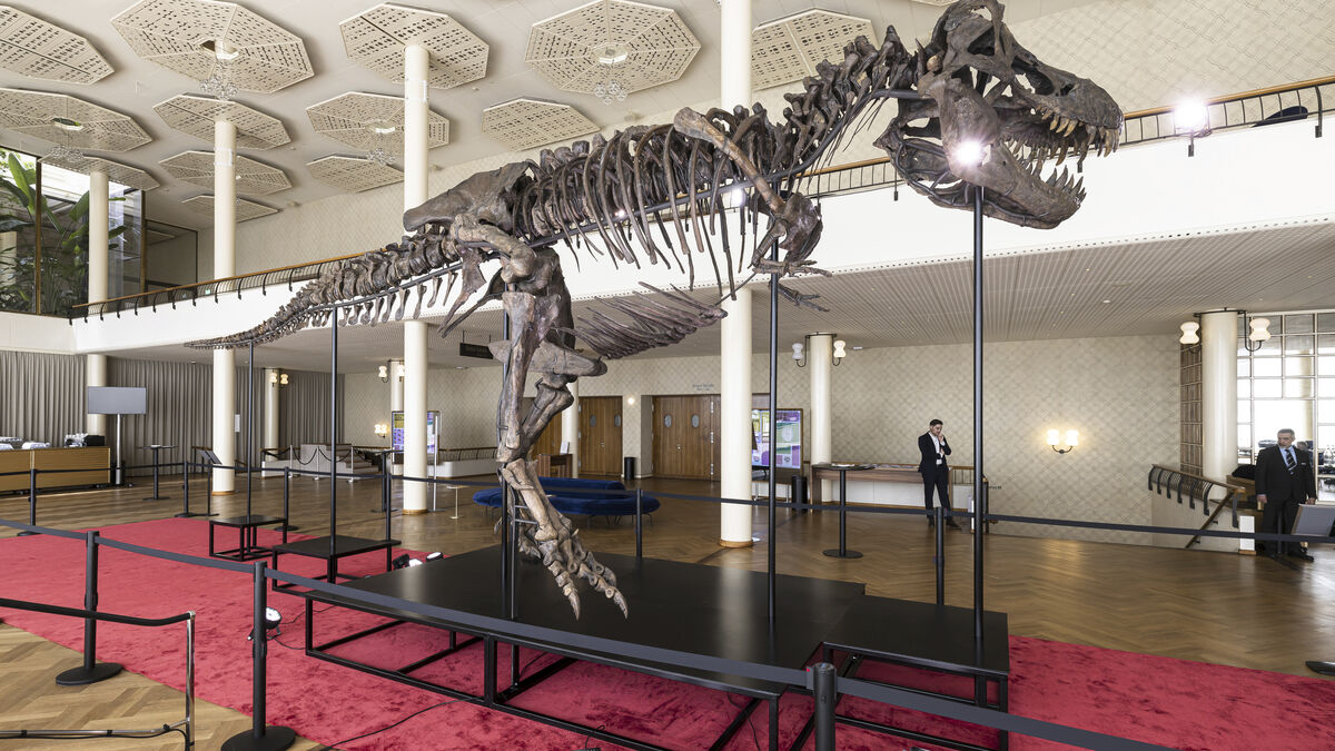 T. rex skeleton for sale for 270 million kronor