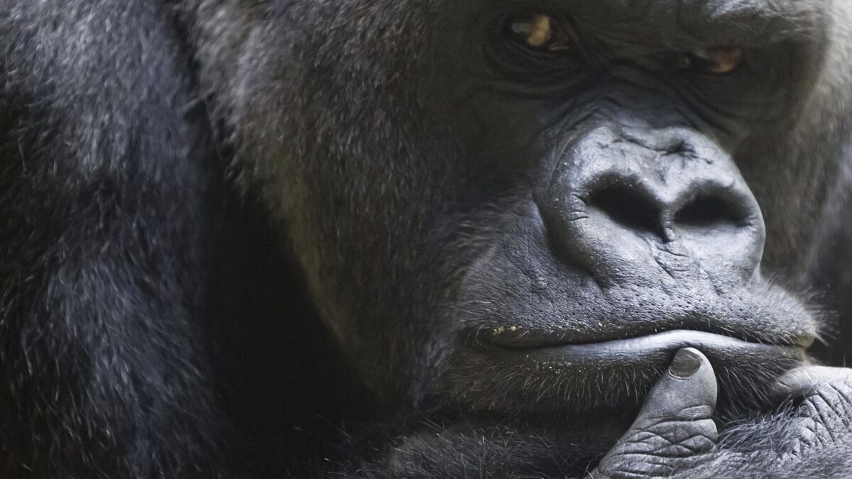 How gorillas learn to trust