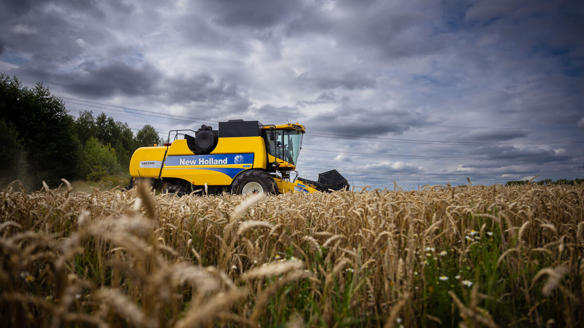 Successful Harvest in Sweden Overshadowed by Low Grain Prices