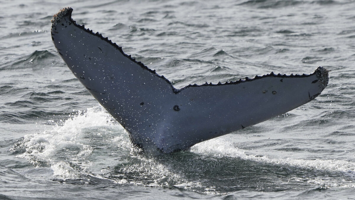 Humpback whales on record -