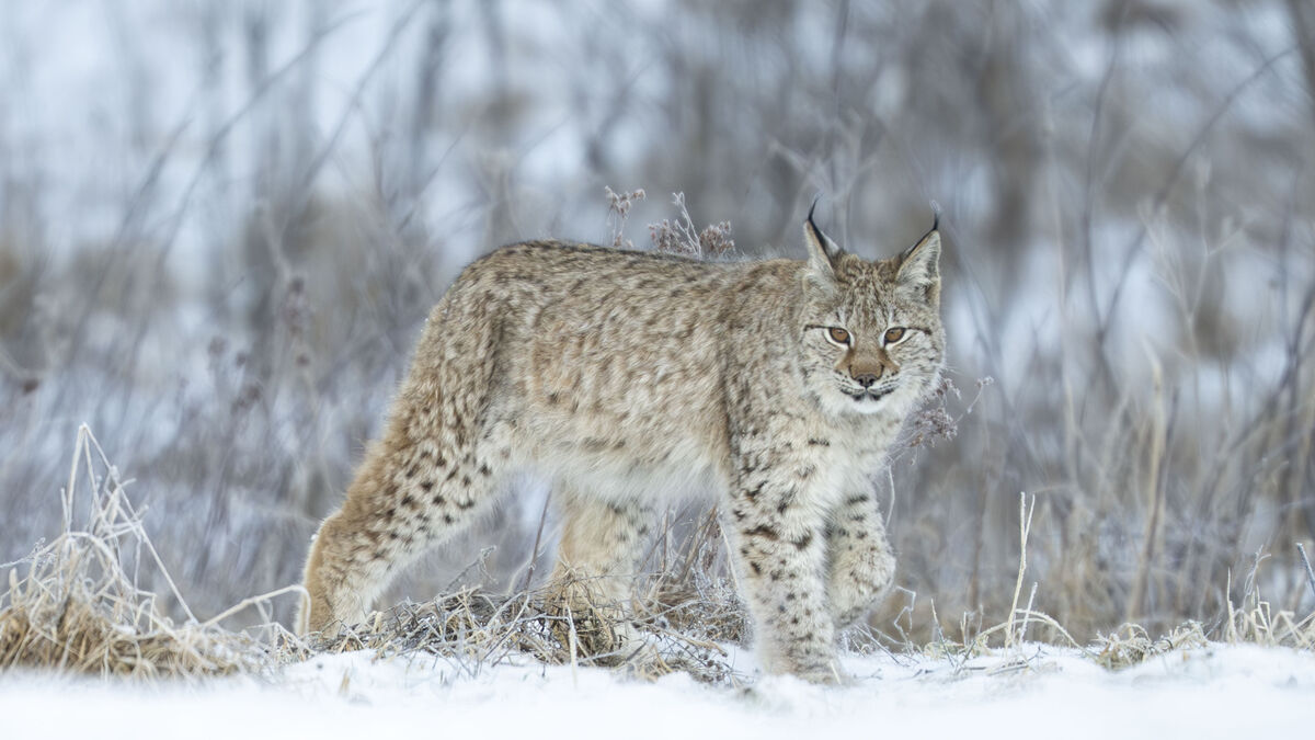 Clearance for lynx hunting appealed again