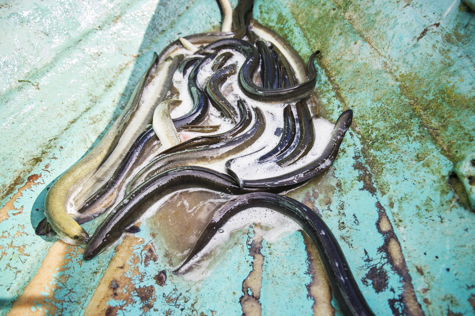 Few Convicted Despite 1500 Illegal Eel Nets Seized in Blekinge