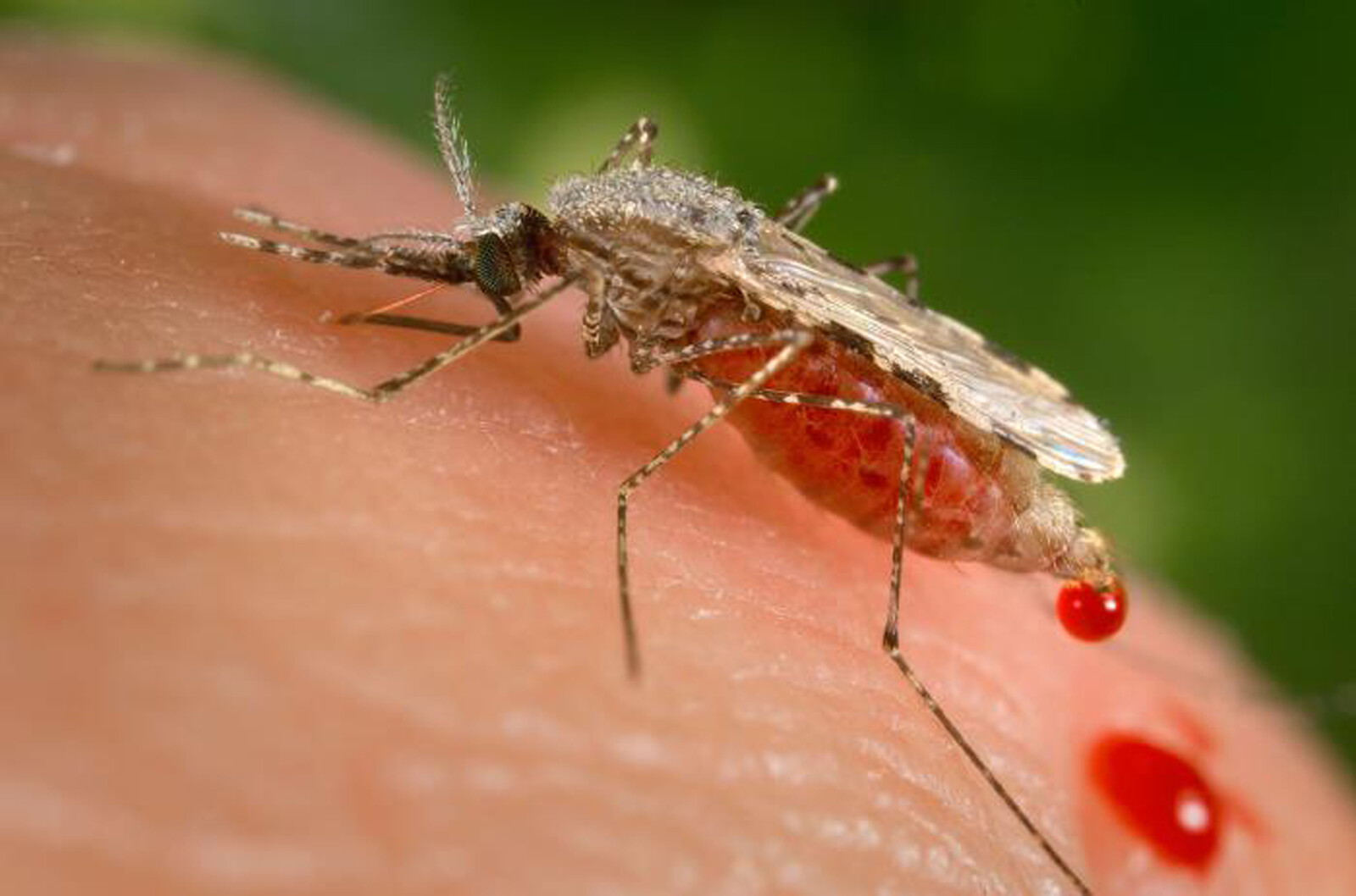 Medicine Turns Human Blood Toxic to Mosquitoes, Offering Malaria Hope