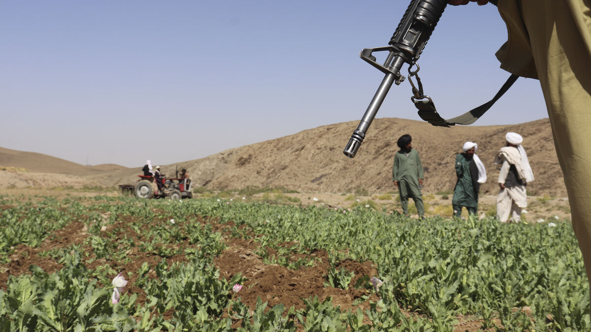 Opium fields are shrinking –