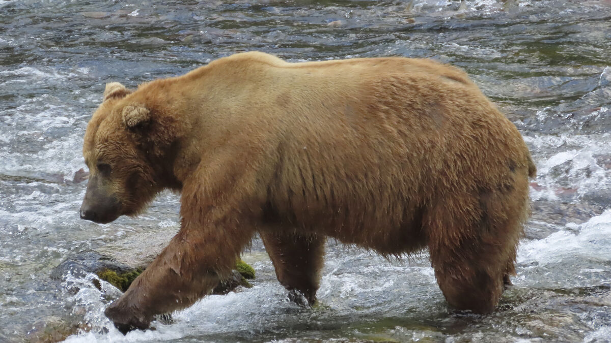 Bear Attacks Surge in Japan:
