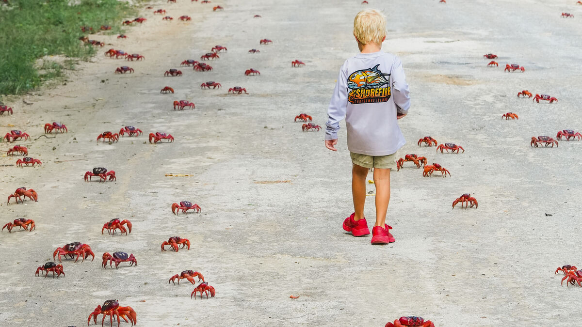 Christmas Island Crabs Protected by