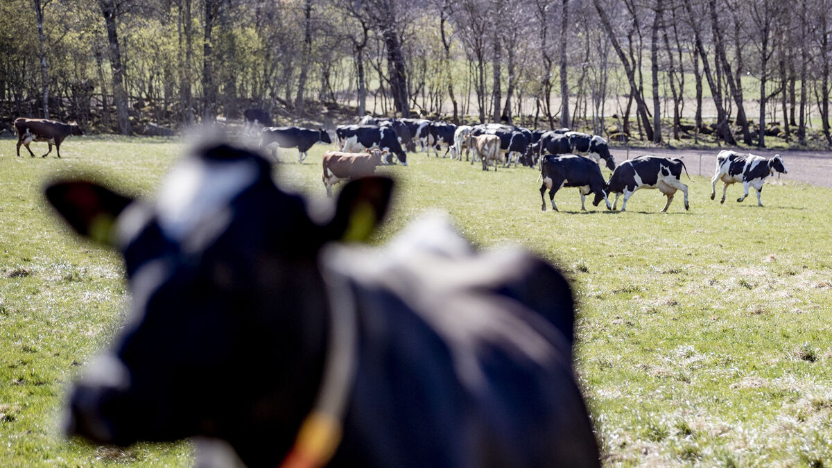 Record results for Arla in 2025