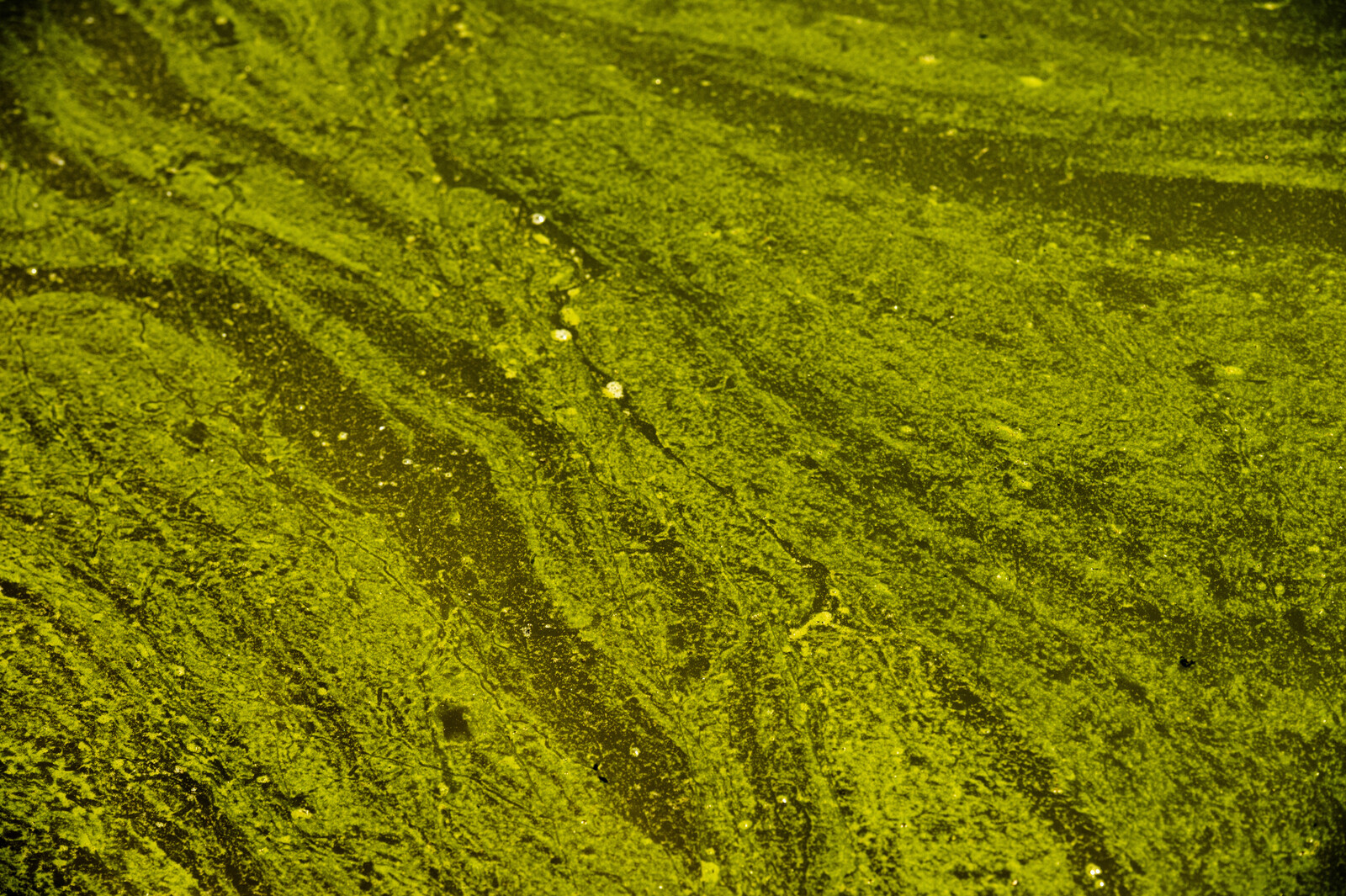 Massive Algae Bloom Devastates Wildlife on Australia's South Coast