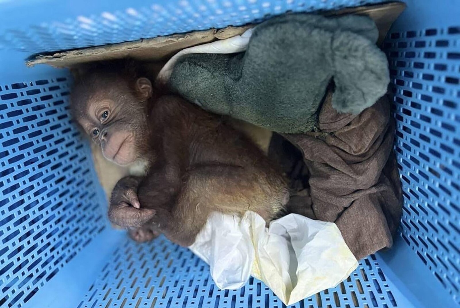 Orangutans Found in Laundry Basket