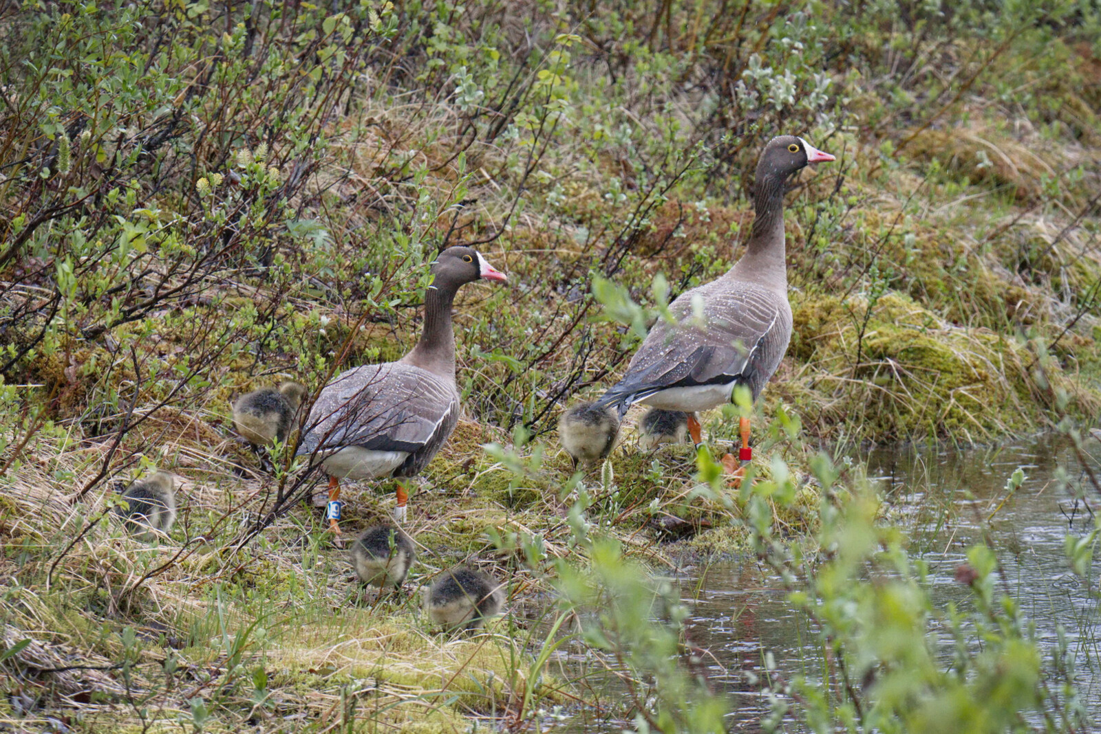 Bean Goose Breeds in Västerbotten