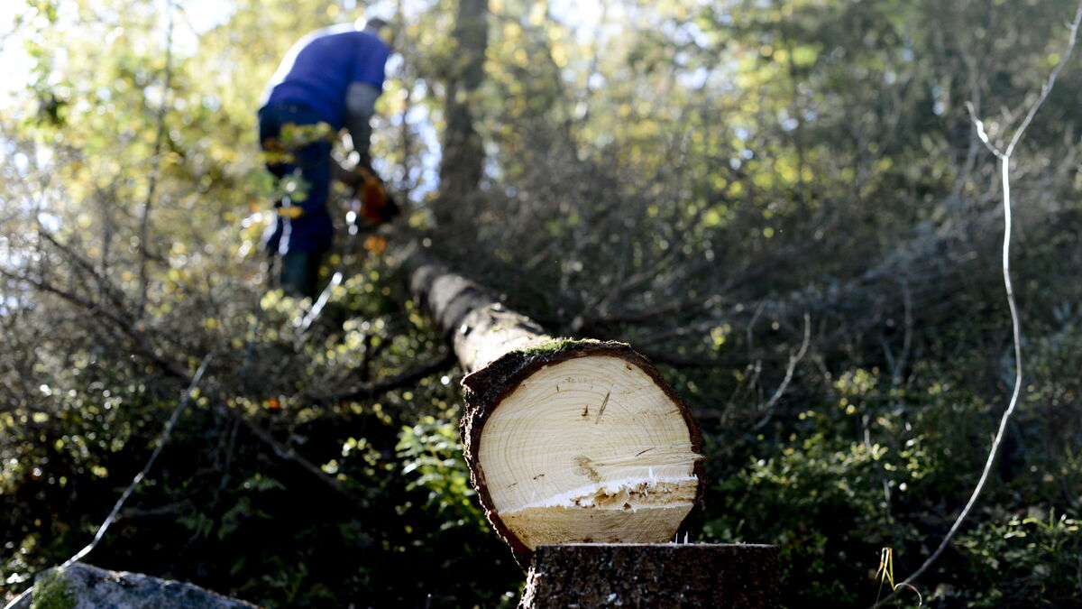 Low TBE vaccination rates among outdoor workers exposed to ticks