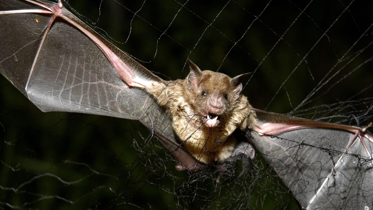 Ontario boy dies of rabies
