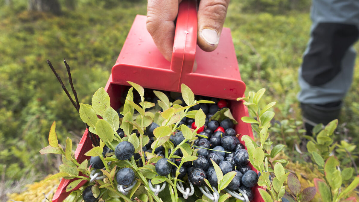 How to make tax-free money picking berries and mushrooms in the forest