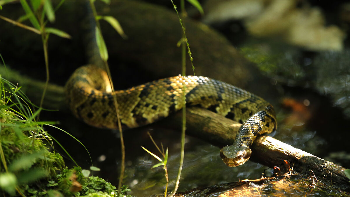 Arkansas high school player finds venomous water moccasin in his football helmet