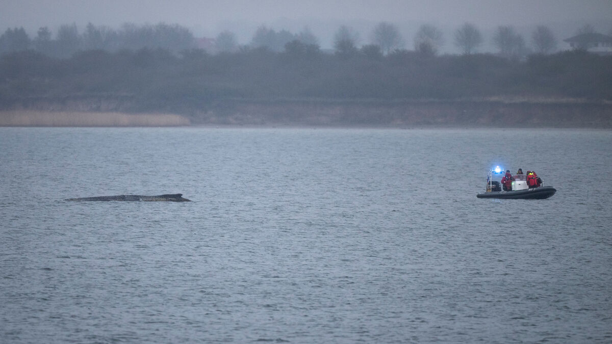 Humpback whale saved again -