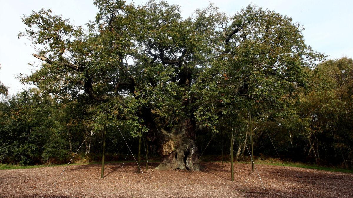 Major Oak, the over a