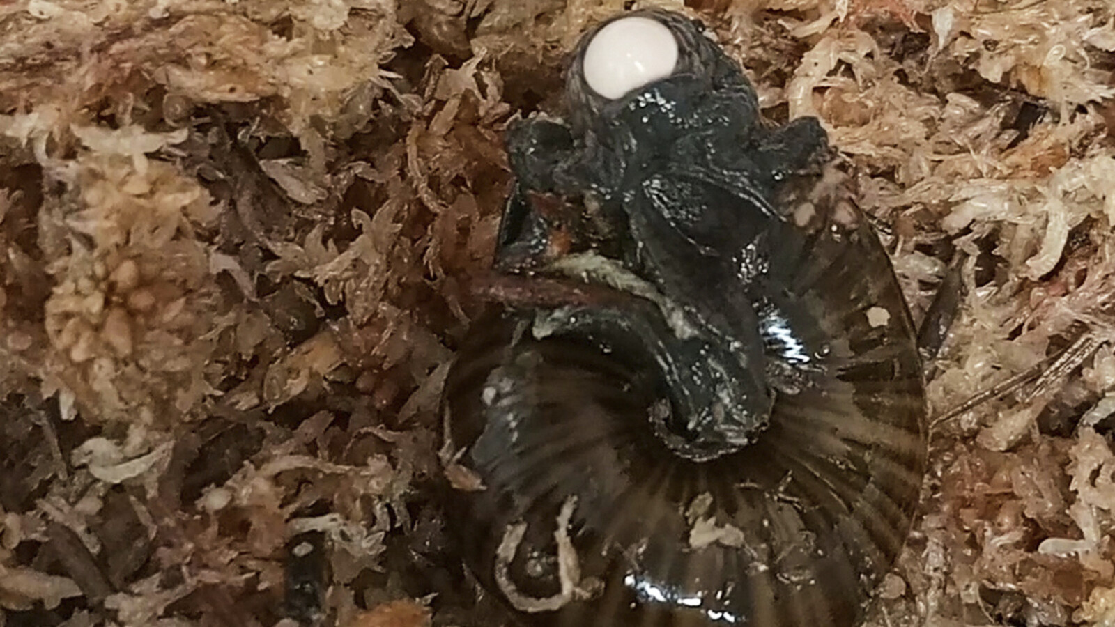 New Zealand Snail Lays Eggs