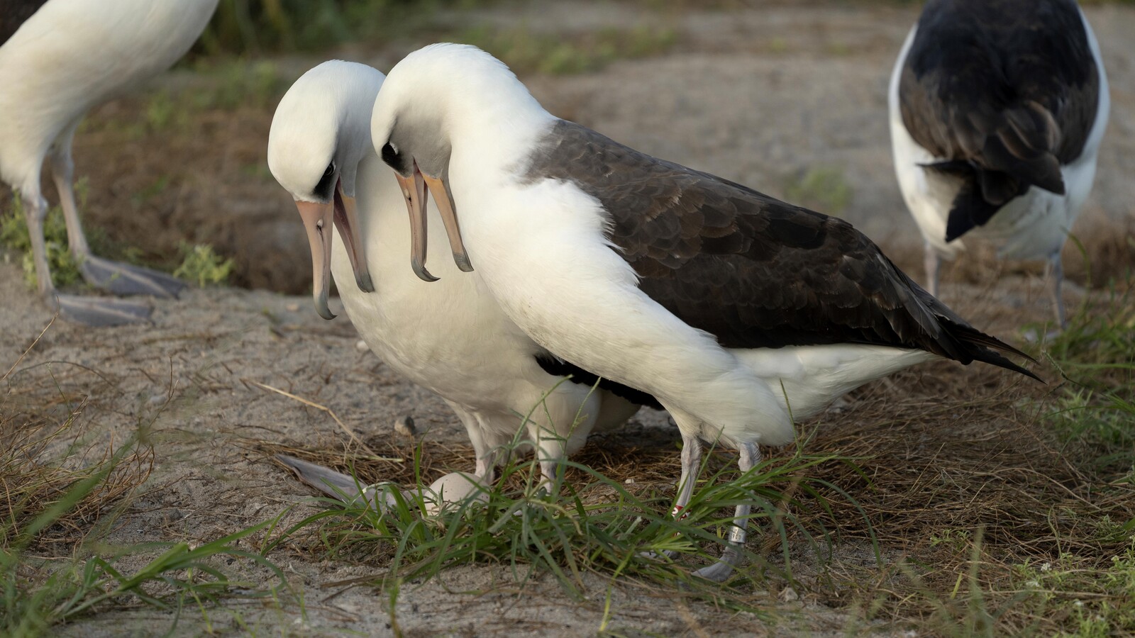 The world's oldest bird lays