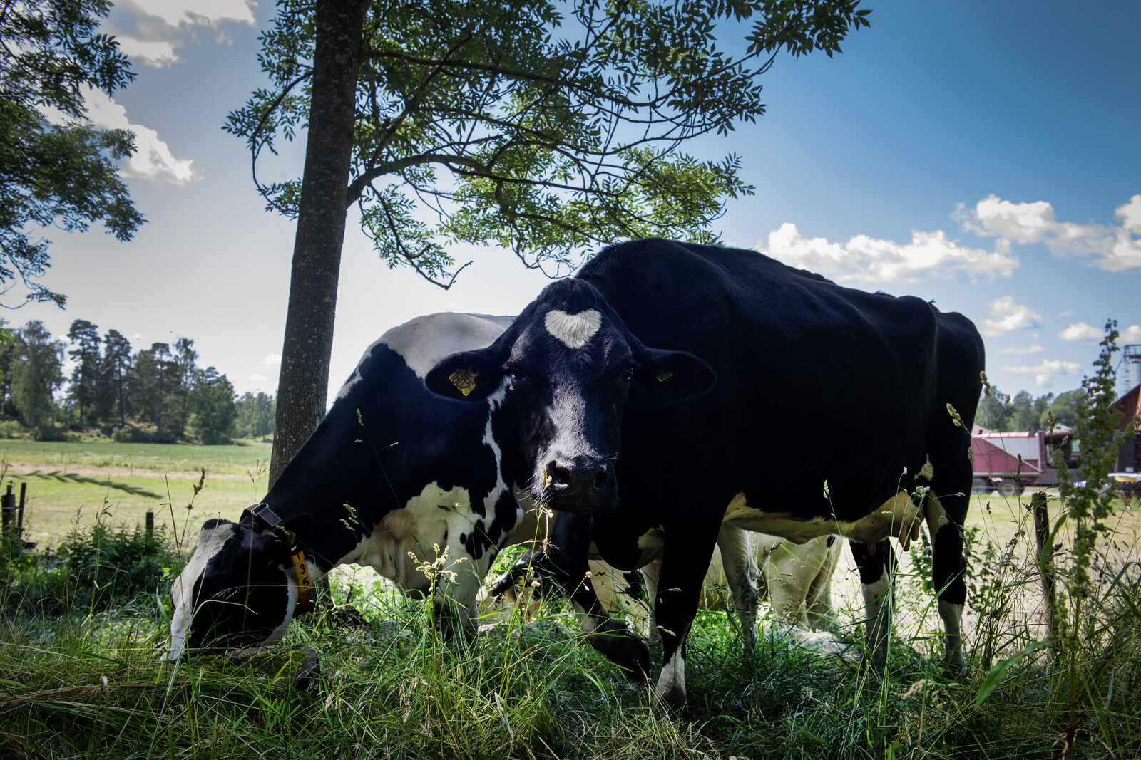 Cows Missing After Thunderstorm Escape