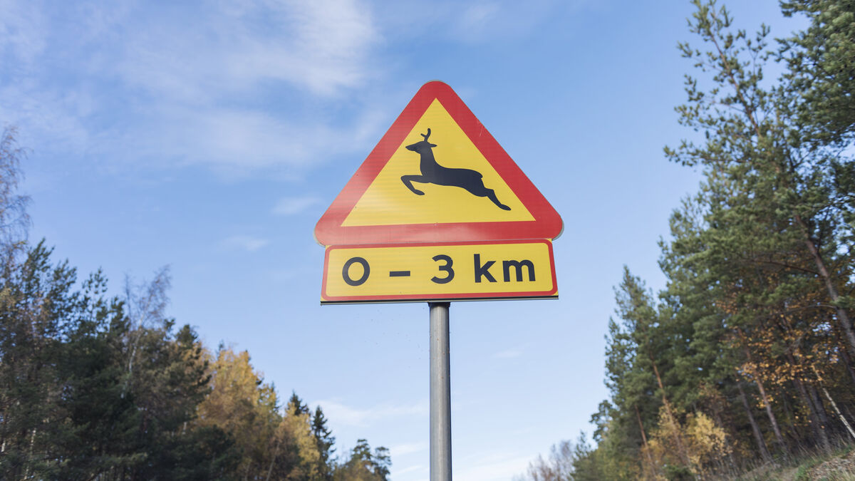 Record number of traffic accidents involving fallow deer reported last year