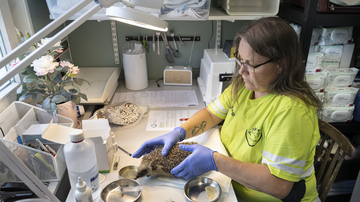 Hedgehogs Face Growing Threats from Lawn Mowers, Traffic and Fly Larvae
