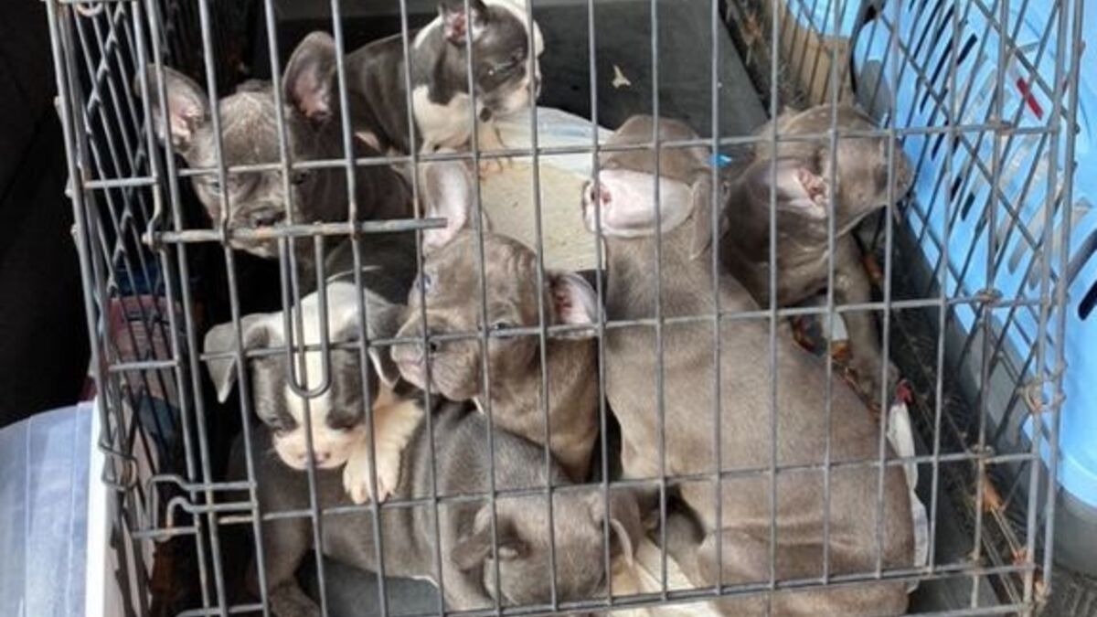 Setback for dog smugglers - Swedish dogs top the list