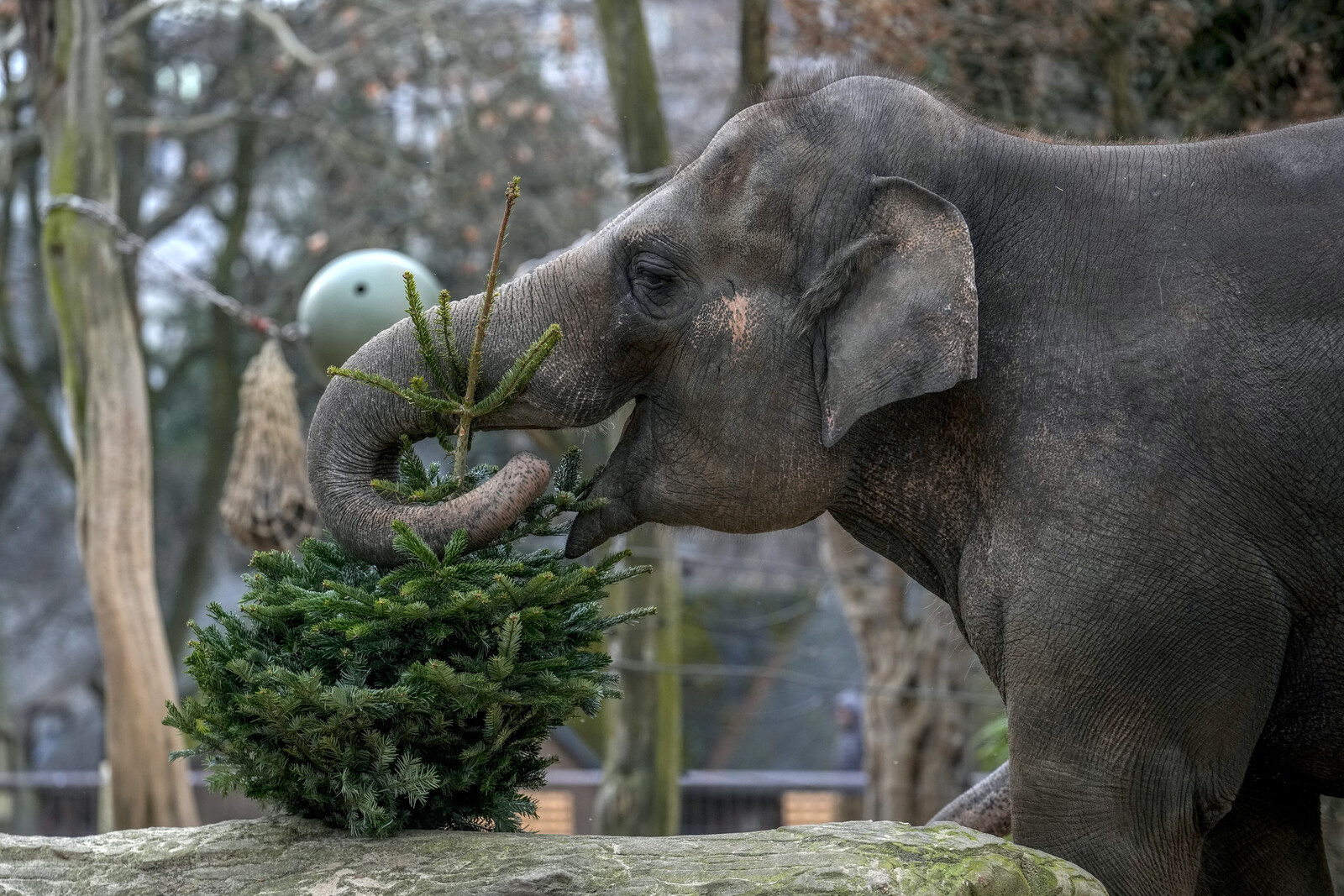 Christmas Gift Opening for the Animals at Berlin Zoo
