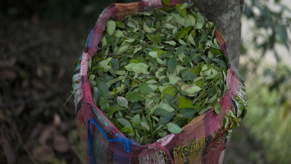 Colombia’s cocaine production has tripled since the peace deal, report says
