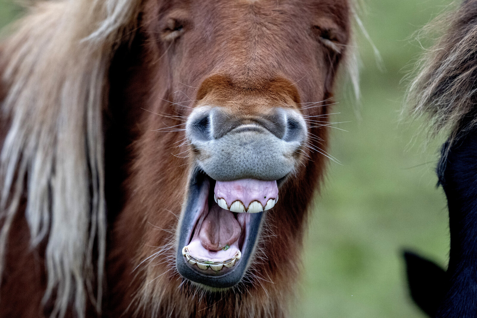 AI provides answers about animal pain