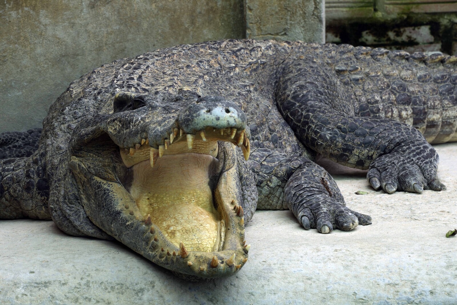 The world's largest crocodile dead