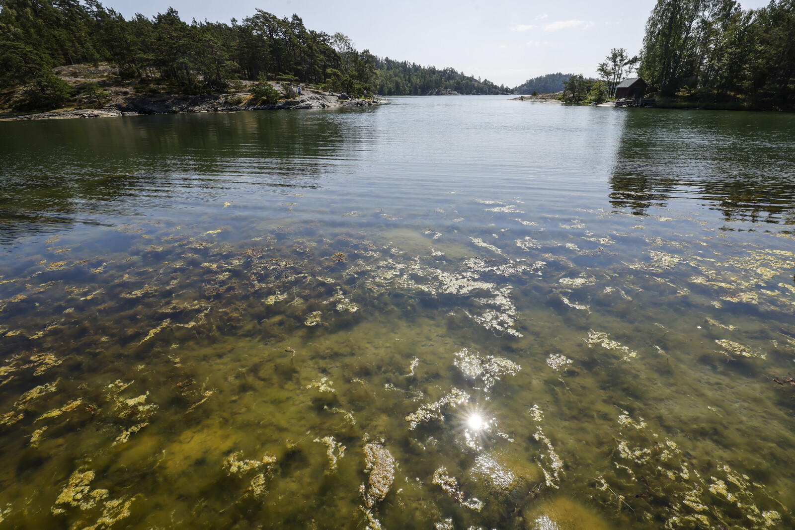 Baltic Sea Algal Bloom Intensifies