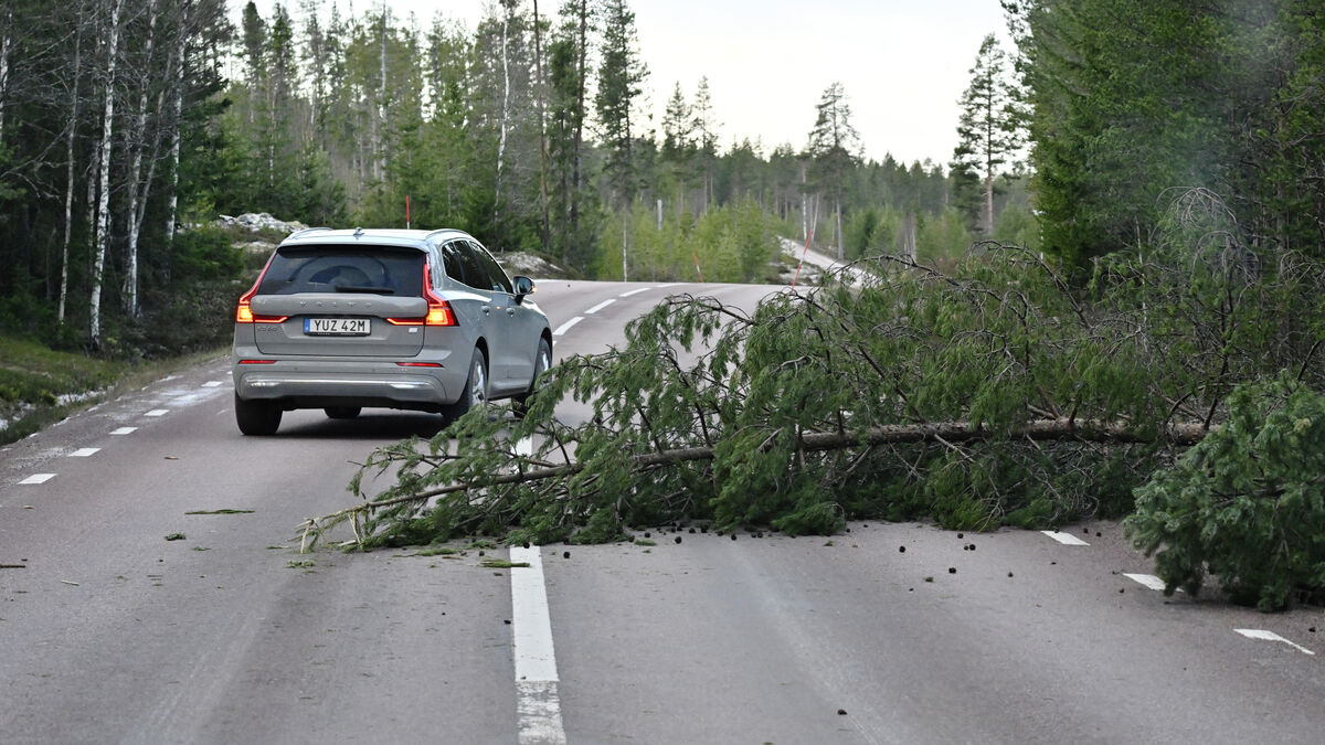 Forests worth billions could be lost in Storm Johannes