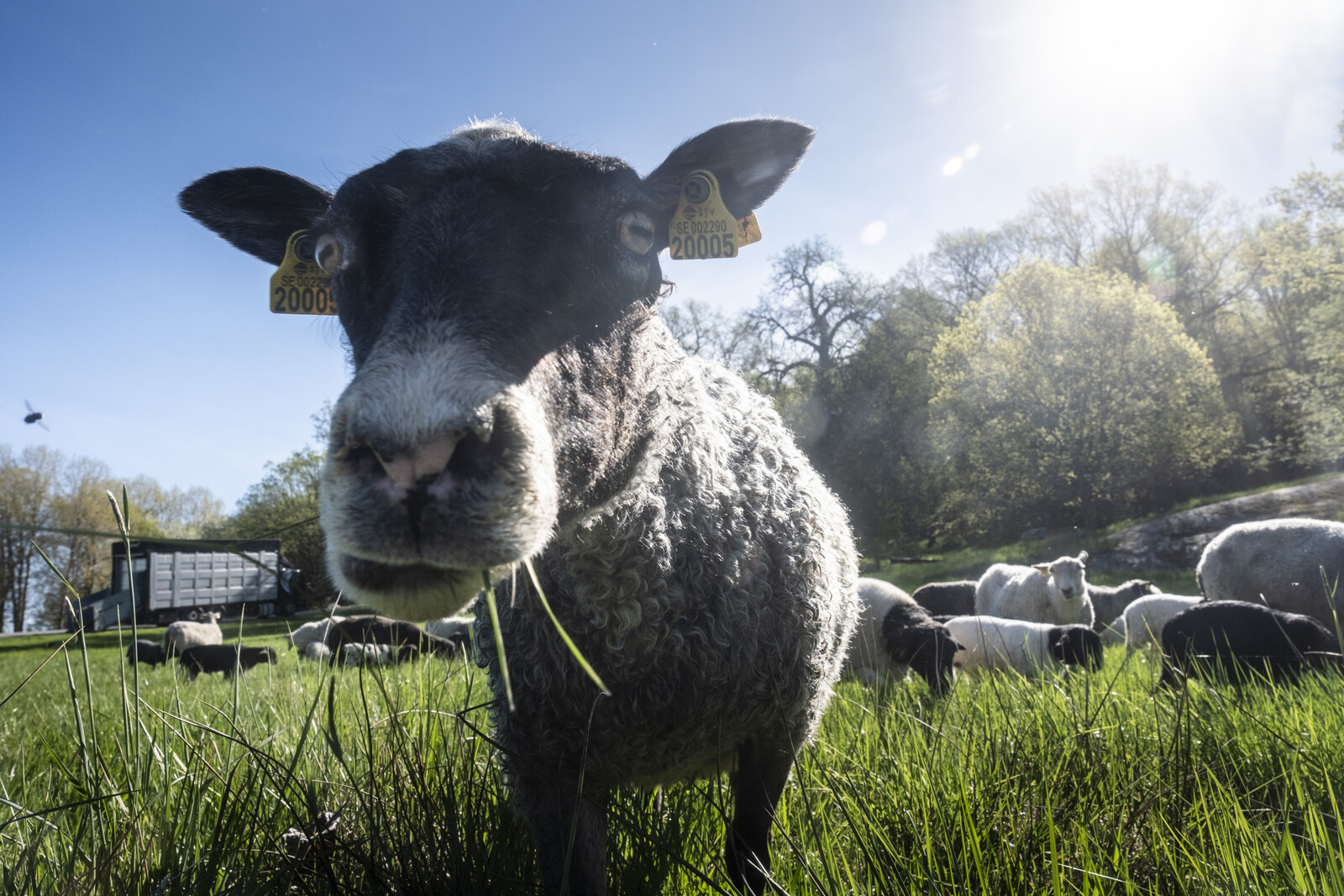 Slaughtered in the basement – may be sentenced for animal cruelty